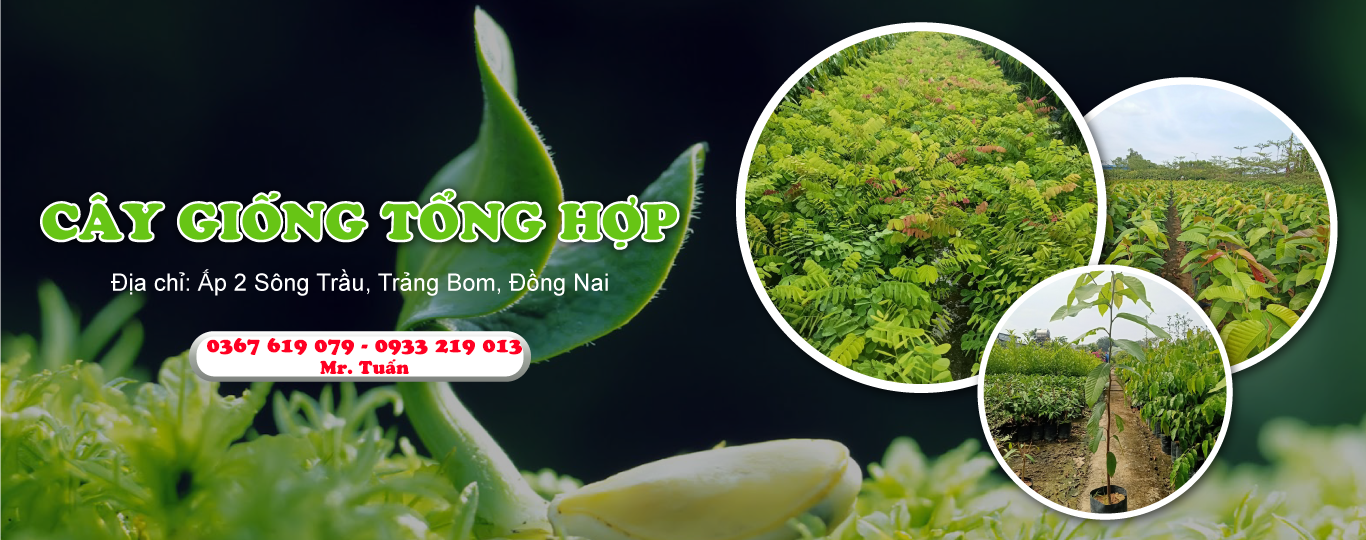 Cây Giống Tổng Hợp