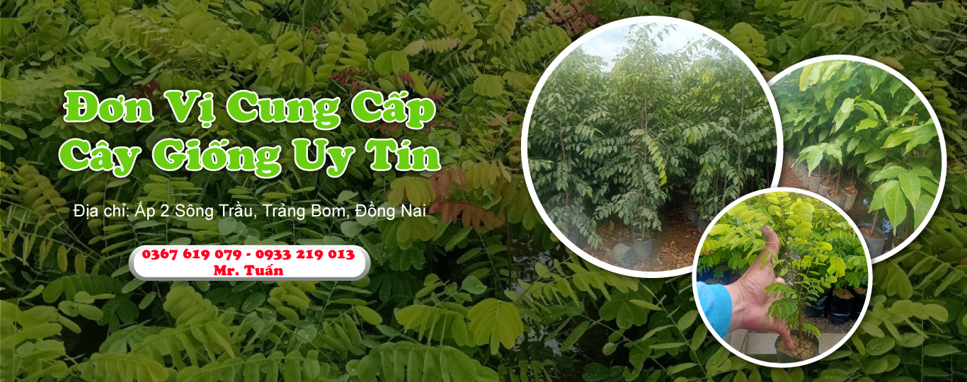 Cây Giống Đồng Nai